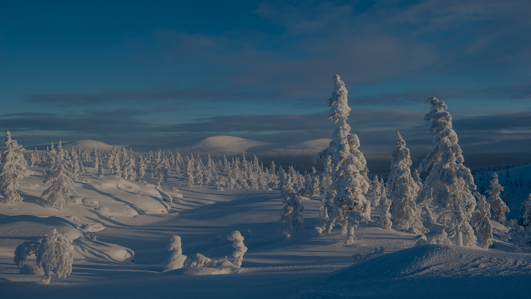 Verschneite Landschaft in Finnland mit bizarr geformten Schneebäumen und sanften Hügeln unter tiefblauem Himmel, aufgenommen bei tiefstehender Sonne während eines klaren Wintertages.