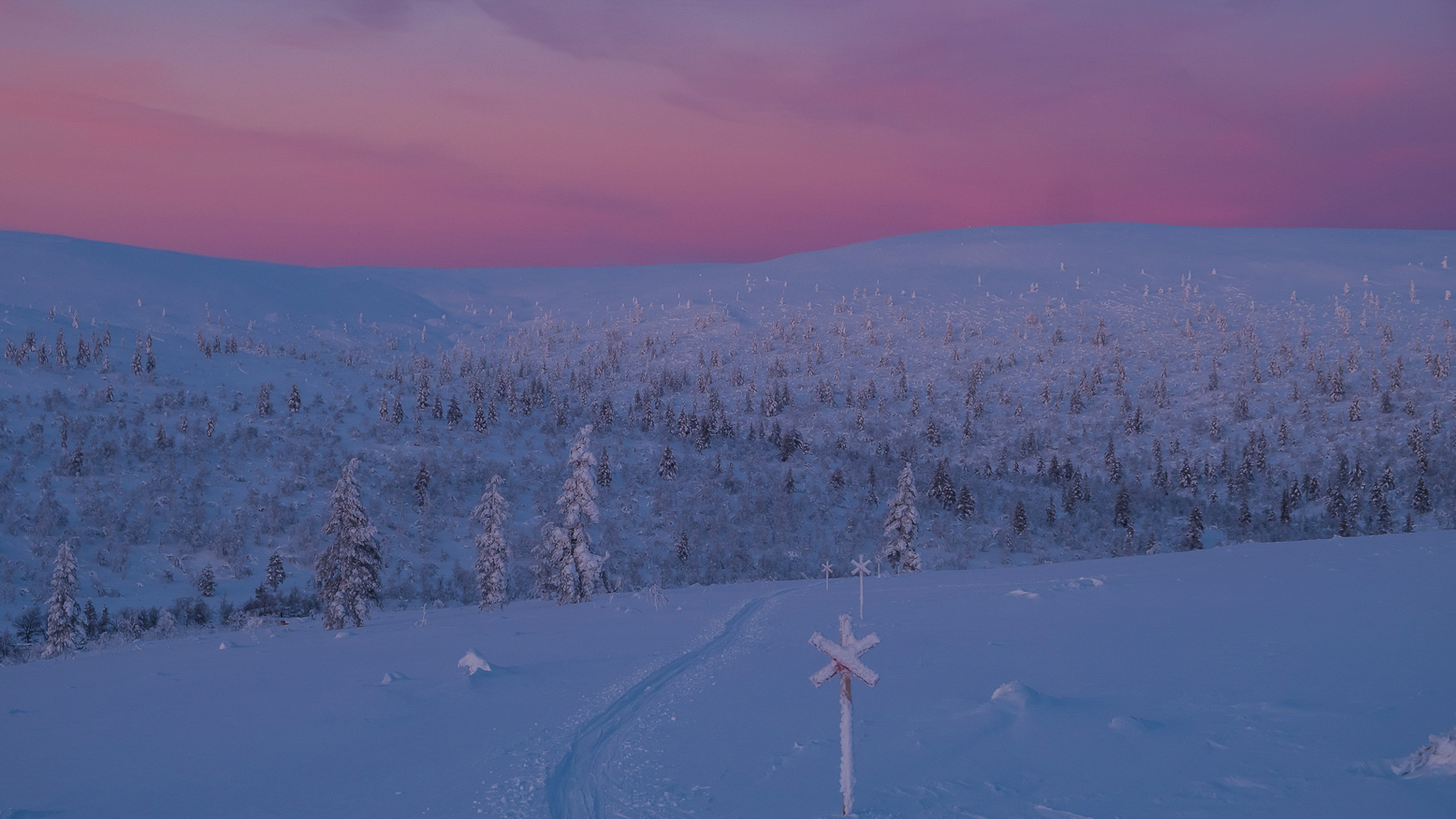 Weite verschneite Landschaft in Lappland mit einzelnen, schneebedeckten Kiefern unter rosa-violettem Abendhimmel, im Vordergrund markierte Skispur mit Kreuzzeichen führt über sanfte Hügel ins Fjell.