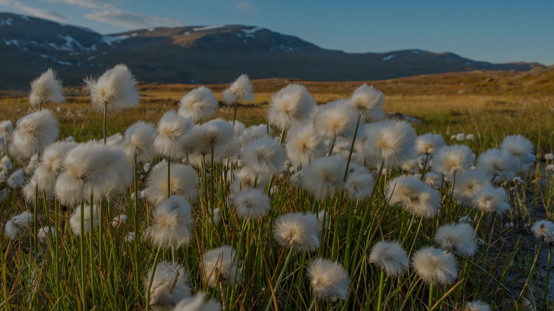 Nahaufnahme von Wollgras mit weißen, flauschigen Blüten im Abendlicht, dahinter weite Tundralandschaft mit sanften Hügeln und vereinzelten Schneefeldern unter blauem Himmel.