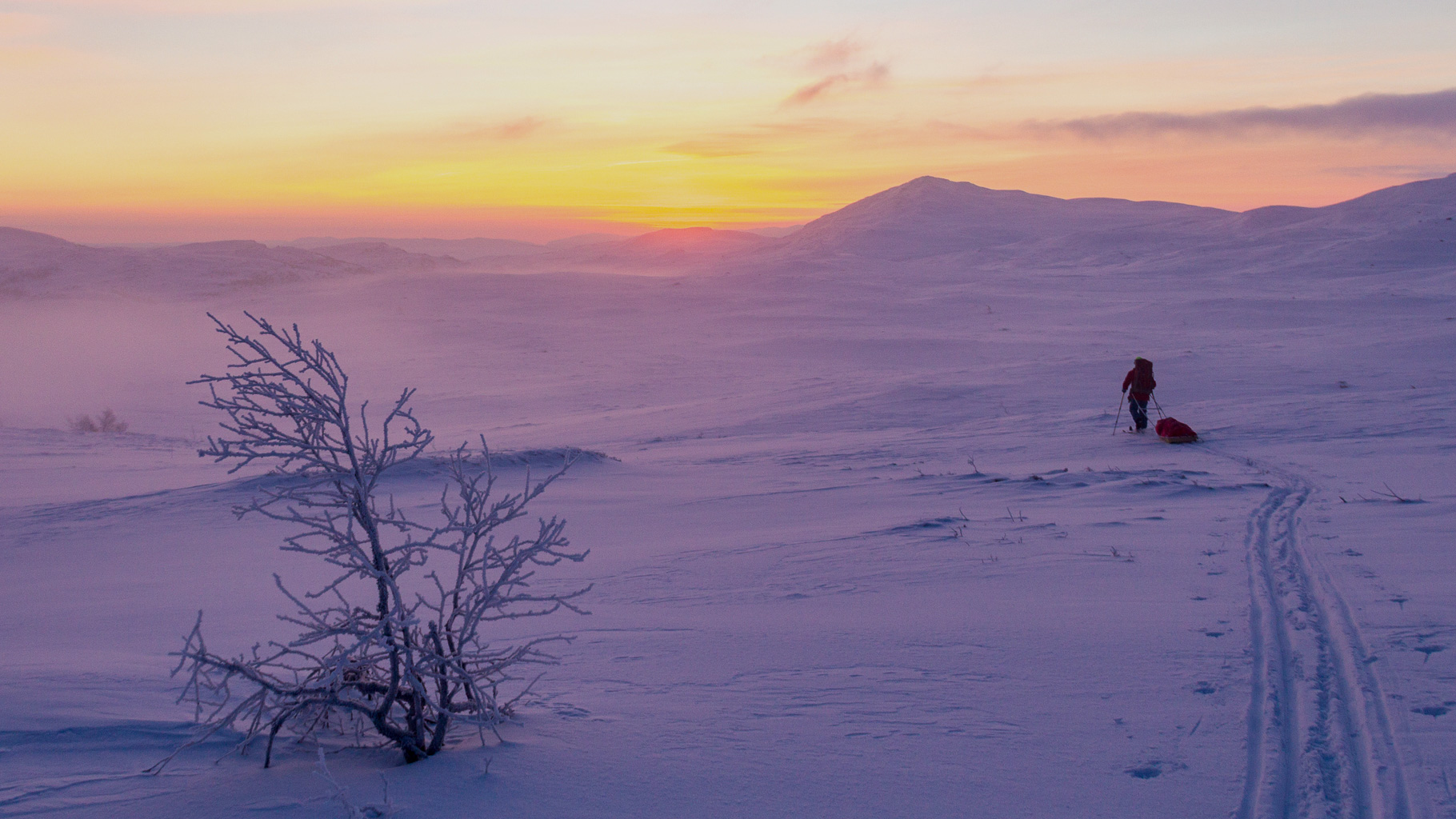 Person mit rotem Rucksack zieht Pulka-Schlitten über weite, verschneite Hochebene im Fjell, im Vordergrund vereister Strauch, im Hintergrund sanfte Hügel und orange-violetter Sonnenuntergang.