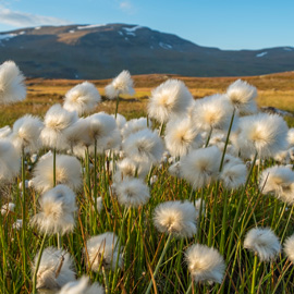 Weiße Wollgrasblüten wiegen sich im Wind auf einer weiten Fjellwiese in Skandinavien, dahinter sanfte Hügel und ein schneebedeckter Berg unter blauem Himmel.