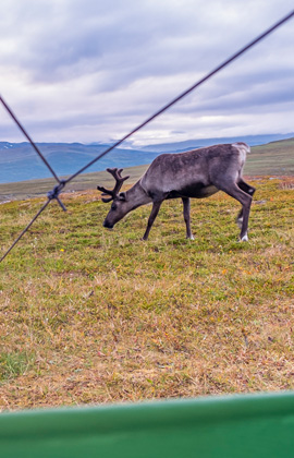 Ein einzelnes Rentier steht auf einer weiten, grasbewachsenen Tundra in Skandinavien, im Hintergrund sanfte Hügel und ein wolkenverhangener Himmel.