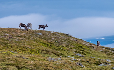 Zwei Rentiere stehen auf einem grasbewachsenen Hügel im Sarek-Nationalpark, im Hintergrund ein Wanderer unter blauem Himmel mit sanften Wolken über der weiten Fjelllandschaft.