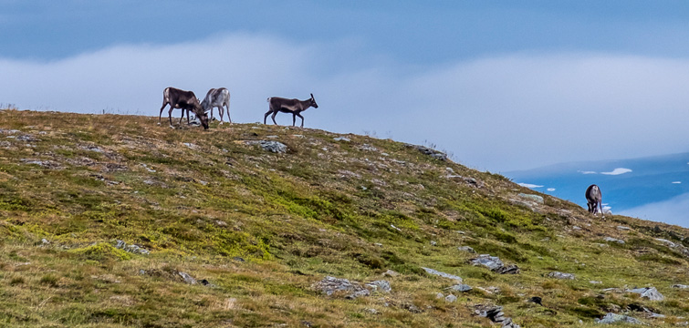 Drei Rentiere ziehen über einen grasbewachsenen Hügel im Sarek-Nationalpark, im Hintergrund ein Wanderer und blauer Himmel mit Wolken über der weiten Fjelllandschaft.