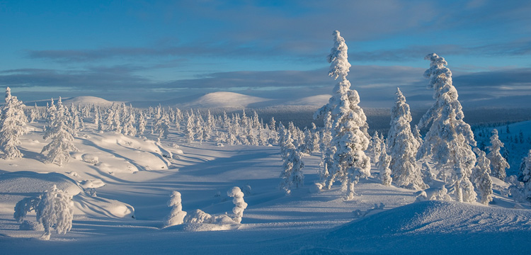 Verschneite Landschaft im skandinavischen Fjell mit schneebedeckten Bäumen unter klarem blauem Himmel, sanfte Hügel im Hintergrund.