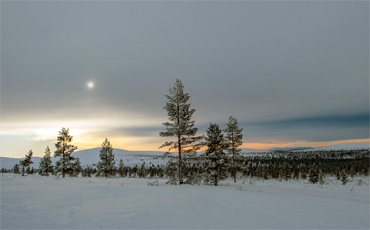 Weite verschneite Landschaft in Lappland mit einzelnen Kiefern unter grauem Himmel, im Hintergrund orangefarbener Streifen der untergehenden Sonne über sanften Hügeln.
