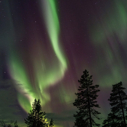 Grün-violette Nordlichter tanzen über dunklem Himmel in Lappland, im Vordergrund Silhouetten hoher Kiefern, aufgenommen während einer klaren Winternacht.