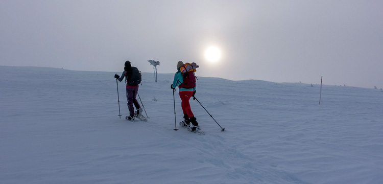 Weite verschneite Landschaft in Lappland mit einzelnen Kiefern unter grauem Himmel, im Hintergrund orangefarbener Streifen der untergehenden Sonne über sanften Hügeln.